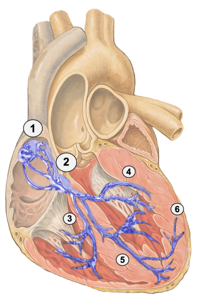 Fichier:Anatomie des voies de conductions.png