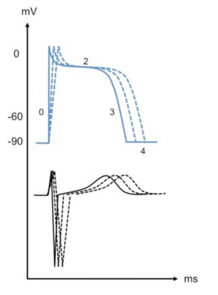 Fichier:Effet stabilisant de membrane.png