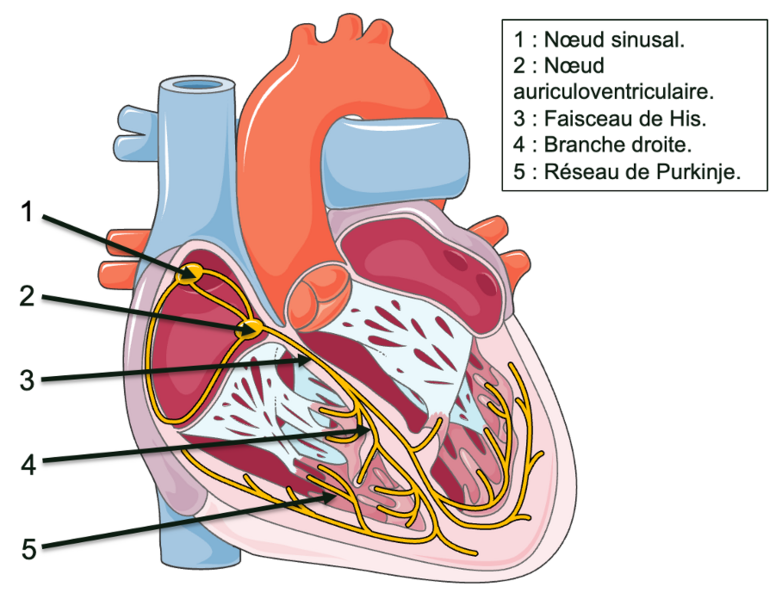 Fichier:Sytemeconduction.png