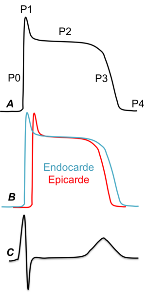 Fichier:PhysioECG.png