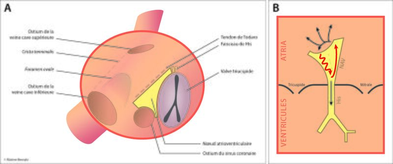 Fichier:Figure 1 - Anatomie.jpg