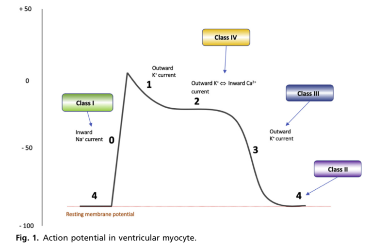 Fichier:Action potential.png